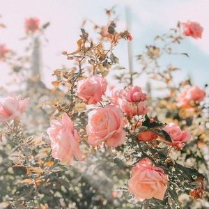 Meet your Posher, Maribel